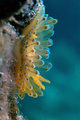 Janolus crista&hellip;