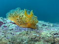 Janolus crista&hellip;