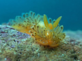 Janolus crista&hellip;