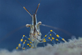 Kamena kozica &hellip;