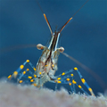 Kamena kozica &hellip;
