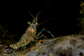 Kamena kozica &hellip;