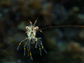 Kamena kozica &hellip;