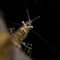 Kamena kozica &hellip;