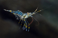 Kamena kozica &hellip;