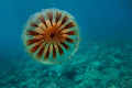 Kompas meduza &hellip;