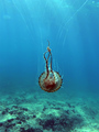 Kompas meduza &hellip;