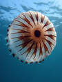 Kompas meduza &hellip;