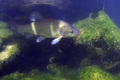 Linjak (Tinca &hellip;