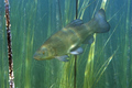 Linjak (Tinca &hellip;