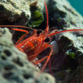 Lysmata setica&hellip;