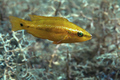 Martinka (Symp&hellip;