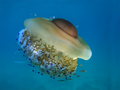 Mediteranska m&hellip;