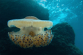 Mediteranska m&hellip;