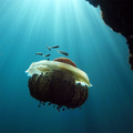 Mediteranska m&hellip;