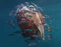Cotylorhiza tu&hellip;