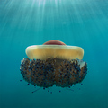 Mediteranska m&hellip;