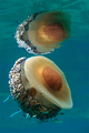 Mediteranska m&hellip;