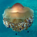 Mediteranska m&hellip;