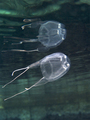 Mediteranska m&hellip;