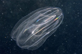 Mnemiopsis lei&hellip;