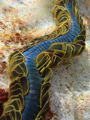 Nereiphylla pa&hellip;