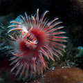 Serpula vermic&hellip;