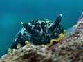 Dendrodoris li&hellip;
