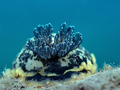 Dendrodoris li&hellip;