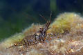 Palaemon elega&hellip;