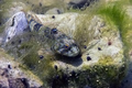 Peš (Cottus go&hellip;