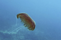 Pelagia benovi&hellip;