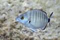 Pic (Diplodus &hellip;
