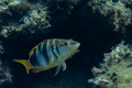 Pirka (Serranu&hellip;