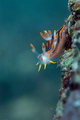 Polycera quadr&hellip;