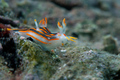 Polycera quadr&hellip;