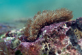 Pontogenia chr&hellip;