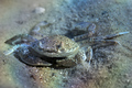 Portumnus lati&hellip;