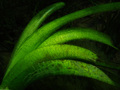 Posidonia ocea&hellip;