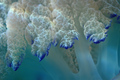 Rhizostoma pul&hellip;