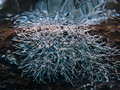 Ficopomatus en&hellip;