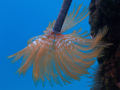 Sabella spalla&hellip;