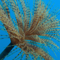 Sabella spalla&hellip;