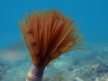 Sabella spalla&hellip;