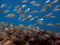 Salpe (Sarpa s&hellip;