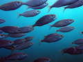 Salpe (Sarpa s&hellip;