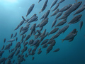 Salpe (Sarpa s&hellip;
