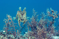 Sipa (Sepia of&hellip;