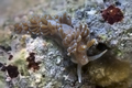 Spurilla neapo&hellip;
