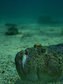 Uranoscopus sc&hellip;